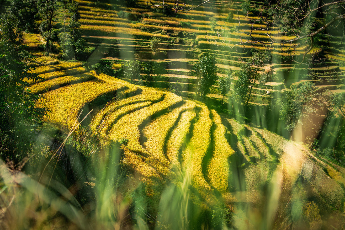 Terassen in Kolumbien